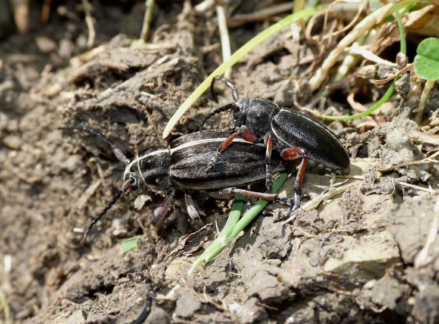 Dorcadion etruscum in accoppiamento